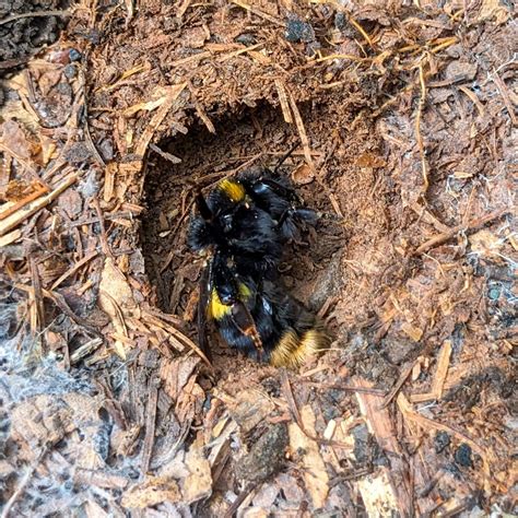 beginners bumblebee conservation trust