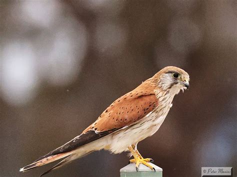 australian kestrel