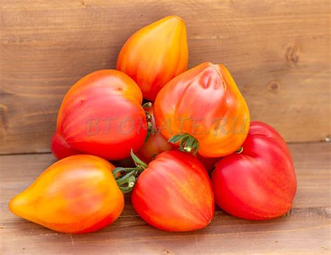 ГОРДОСТЬ МАРИНЫ Marina’s Praise — BTomate
