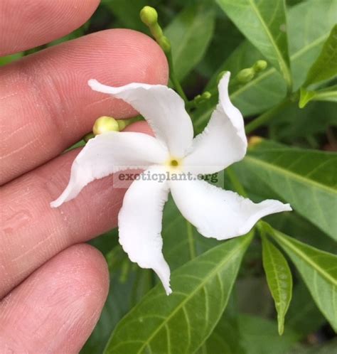 Купить табернемонтану, тифонодорум, тунбергию и др | EXOTIC PLANT ...