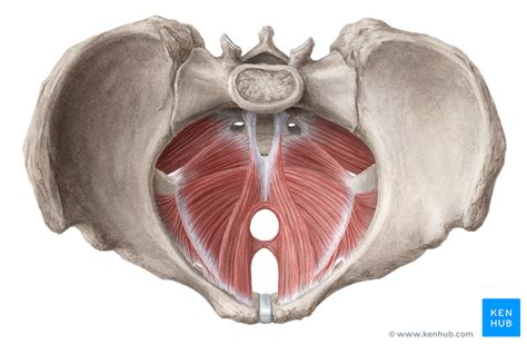 muscles   pelvic floor pelvic floor piriformis muscle pelvic
