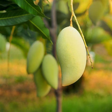 mango trees