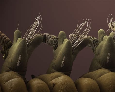 Dancing parapodia image wins top prize | Crick