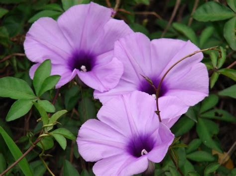 Plantas Da Caatinga Nomes - Flora da Caatinga - Características e lista com 30 espécies do bioma
