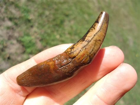 Very Rare Colorful Red Wolf Canine | Recently Sold | FOSSILS ...