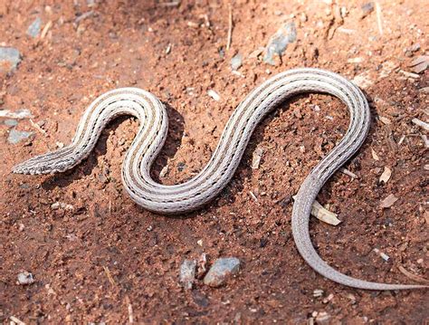 Legless lizard - Pets-Society