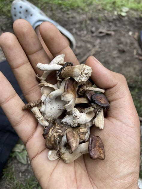 full process  rindianents