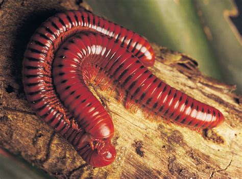 Millipede Facts