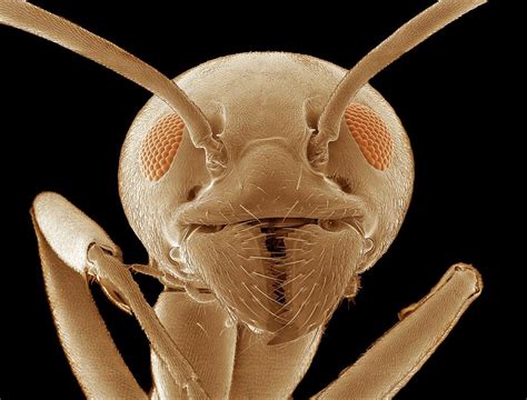 ant head photograph  science photo library pixels