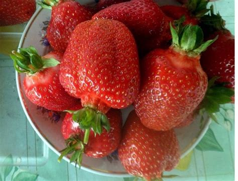 Готова к продаже рассада клубники Азия! Сорт супер-пупер, наш любимый ...