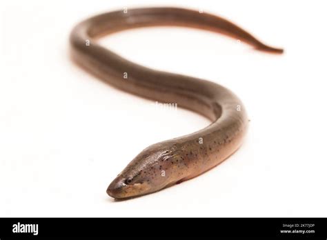asian swamp eel cut  stock images pictures alamy