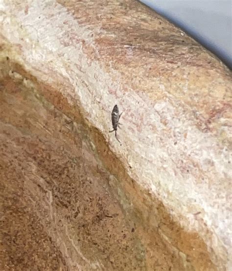 Bug found indoors, near gecko’s water dish [NE USA] : r/whatsthisbug