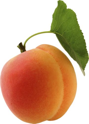 Абрикос PNG