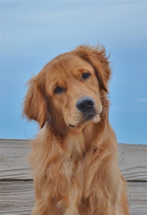 340 GOLDEN RETRIEVER ideas | golden retriever, cute dogs, retriever
