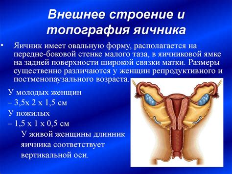 Функциональная анатомия органов женской половой системы - презентация ...