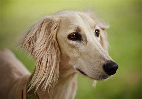 saluki breed temperament history britannica