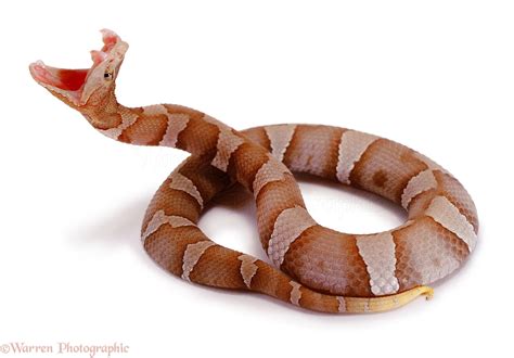 copperhead snake striking