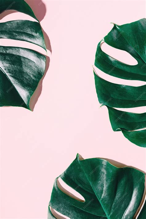 Monstera зеленые листья на розовом | Бесплатно Фото