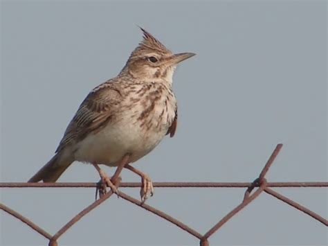 Хохлатый жаворонок (Животный мир Саудовской Аравии) · iNaturalist