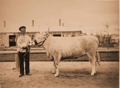 Выставка племенного рогатого скота. Москва 1896: humus — LiveJournal