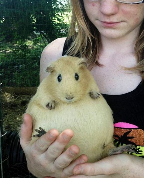 pregnant animals
