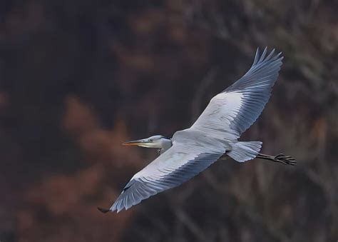 Сива чапла. | Author Krasimir Georgiev - krassi04 | PHOTO FORUM