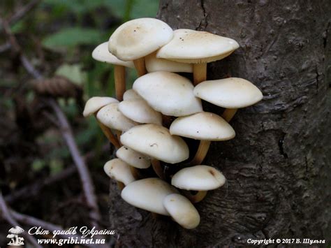 Світ грибів України » Flammulina fennae, Фламмуліна Фенни, Фламмуліна літня