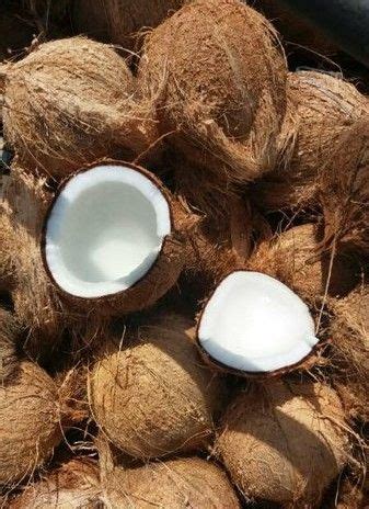 buah kelapa tua jumbo  buah  buat santan dllkelapa tua segar