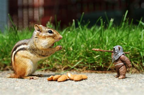 Funny Animal HD Wallpapers - Top Free Funny Animal HD Backgrounds ...