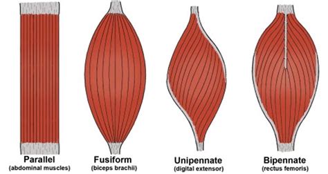 Muscle Shapes - Myofascial Pain Solutions