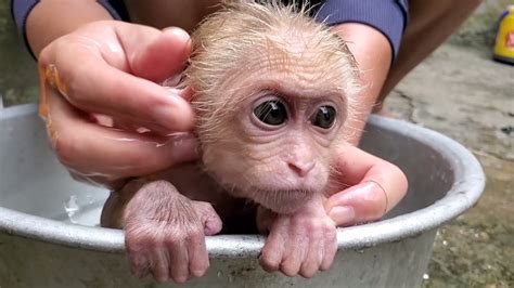 Baby monkey obediently takes a bath - YouTube