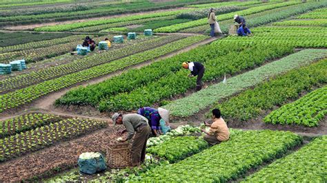 13 Different Types of Farming – DifferentTypes.net