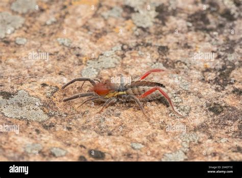 Camel spider hi-res stock photography and images - Alamy