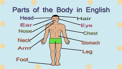 External Parts of Body Vocabulary || Body Parts Name with Pictures || English Learning by Gyan ...