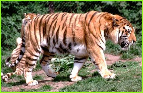 Harimau Kaspia, Bagaimana Mereka Punah? - Daftarhewan.com | Caspian ...