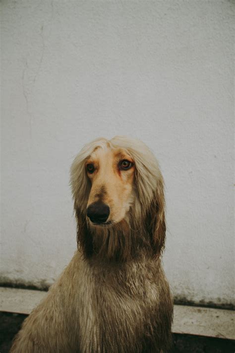 Afghan Dog Photos, Download The BEST Free Afghan Dog Stock Photos & HD