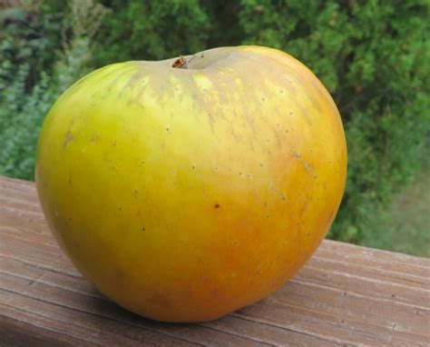 Antonovka Kamenichka * - Adam's Apples