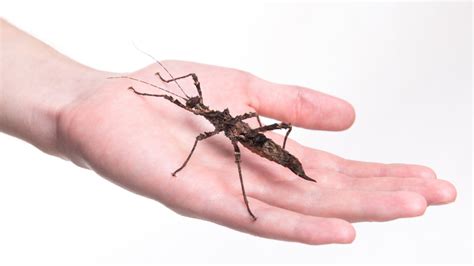 stick bug   moxie pest control