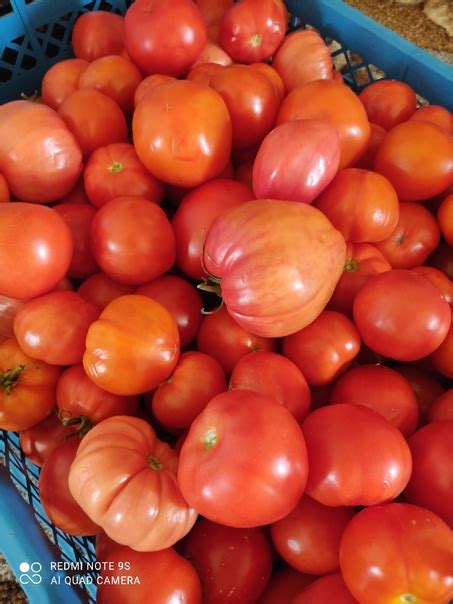 Продам помидору 90 руб-кг. В наличии 10 кг. По Заволжью привезём ...