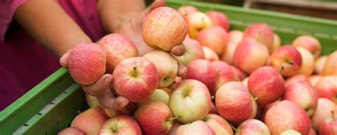 10 healing properties of apples that you did not know about