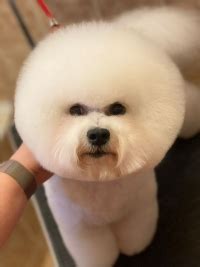 Бишон Фризе