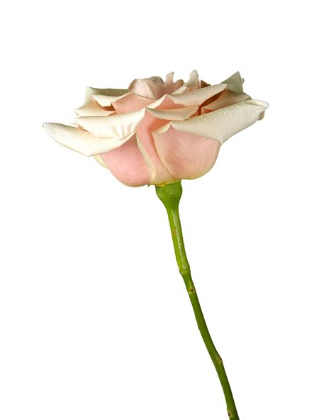Rose Mother of Pearl - Petaljet