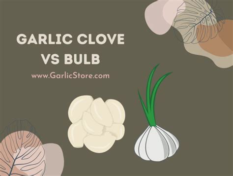 Garlic Clove vs. Bulb - Garlic Store