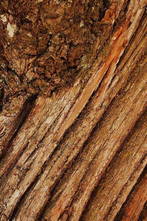 Tree Trunk Bark Texture - Free photo on Pixabay - Pixabay