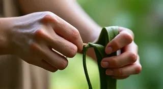 Vanilla Bean Pollination: A Beginner's Guide to Hand-Pollination at Home