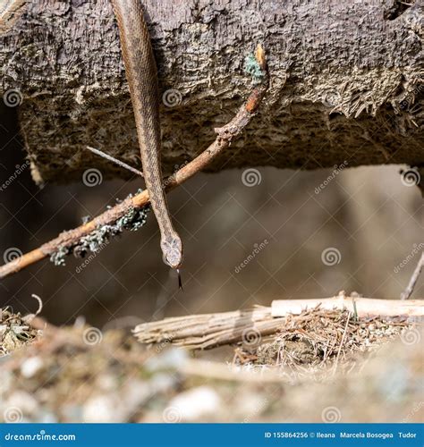 Vipera Berus, Common European Adder Stock Photo - Image of habitat ...