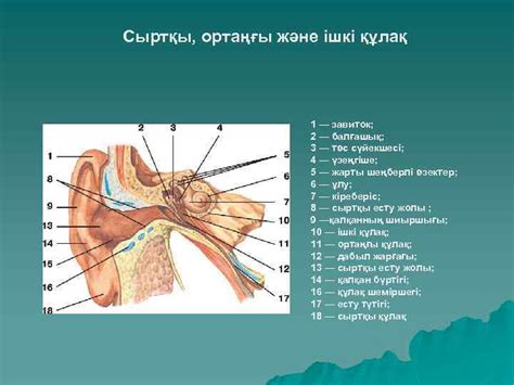Жоспар 1 Анализаторлар туралы түсінік 2 Көру жүйесі
