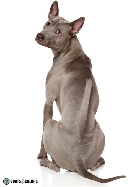 Understanding Ridgeback Genetics | Coats and Colors