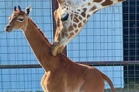 Spotless Baby Giraffe at Tennessee Zoo Named 'Kipekee' After Nationwide ...