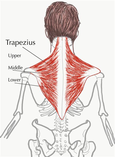 trapezius surface anatomy  elaine boehme blog